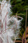 Fringed willowherb